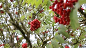 Rowan berries in winter